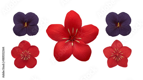 Red flower with detailed petals in center, surrounded by four smaller flowers, two purple and two red, isolated on transparent background, vibrant and decorative