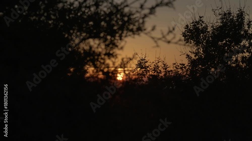 Sunset Through Tree Branch Silhouettes – Golden Hour Nature Scene