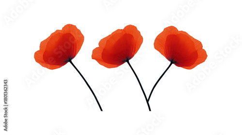 Red poppy flower illustration, three delicate blossoms with thin black stems, isolated on transparent background, symbolizing remembrance and beauty, elegant and minimal style