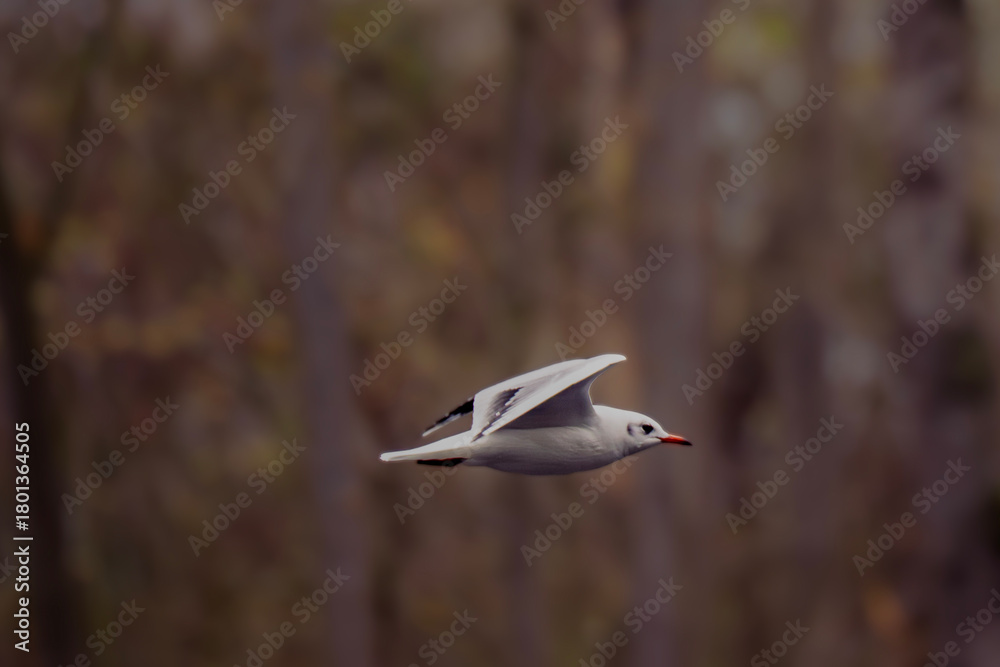 Obraz premium Mouette rieuse en vol au dessus du lac du terril des Argales à Rieulay, village situé en région Hauts de France