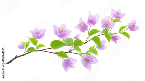 Purple flower branch green leaf delicate natural isolated spring botanical blooming elegant decorative fresh realistic peaceful floral vibrant soft garden nature ornamental stem petal plant beauty