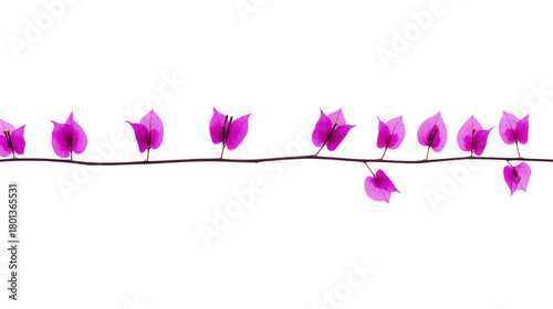 Purple bougainvillea flower branch with delicate petals isolated on transparent background, perfect for spring or summer floral design, nature decoration, or botanical art projects