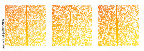 Leaf vein cell skeleton texture abstract background set with close up plant leaf cells structure pattern vector illustration. Macro orange leaf vein skeleton organic lattice natural foliage texture.