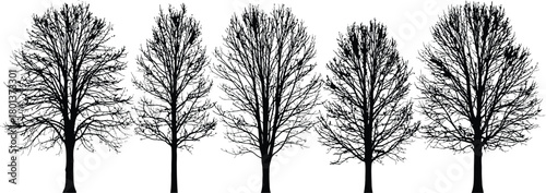 Five tall slender deciduous trees with bare branches in a row against a white background