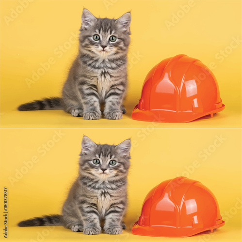 Cute Tabby Kitten Sitting Next to an Orange Safety Hard Hat on a Yellow Background