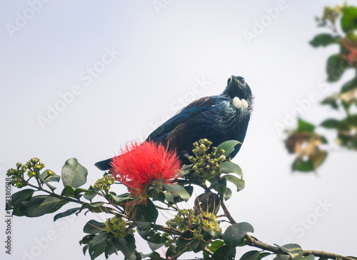 Tui bird perched on blooming Pohutukawa tree. New Zealand Christmas Tree. Auckland.