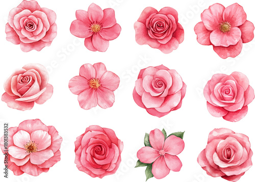 watercolor pink roses