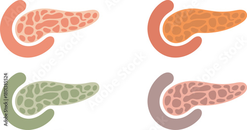 Human pancreas anatomy vector set showing digestive organ structure, medical illustration of pancreatic gland, healthcare education graphic for biology diagrams