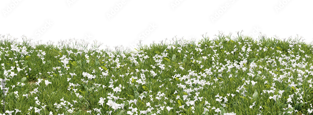 Fototapeta premium 3d Render Lush Green Field Adorned with White Flowers in Natural Landscape on Transparent Background