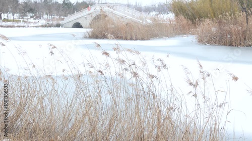Reeds by the lake in winter