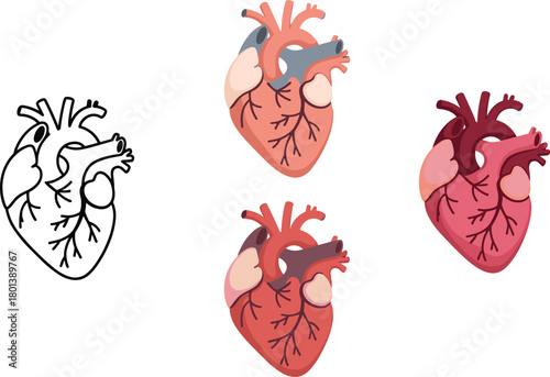 Human heart anatomy illustration showing detailed cardiovascular structure, medical biology diagram, realistic anatomical drawing for education, healthcare and scientific reference