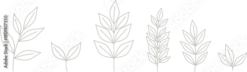 Delicate hand drawn sketch of various wheat stalks and grasses on a white background