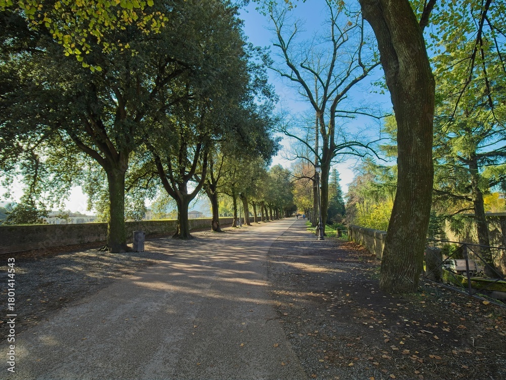 Naklejka premium Lucca old town, the famous intact sixteenth-century city walls