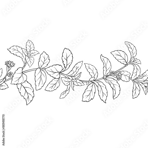 stevia_horizontal_pattern_bw