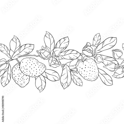 Soursop Branch with Flowers, Fruits and Leaves Outline Horizontal Seamless Pattern. Organic natural nutritional healthy food ingredient, vegetarian diet product. Vector isolated for design or decorati