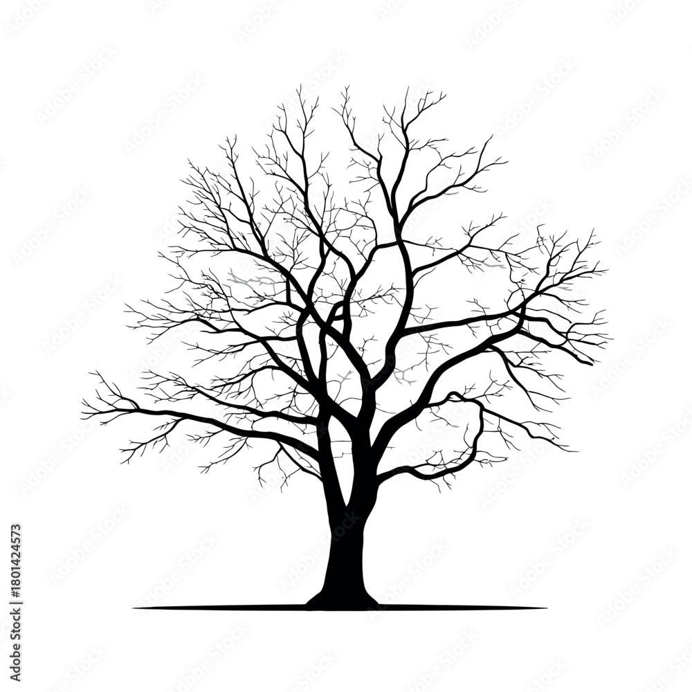 Fototapeta premium Silhouette of a bare deciduous tree in winter against a white background