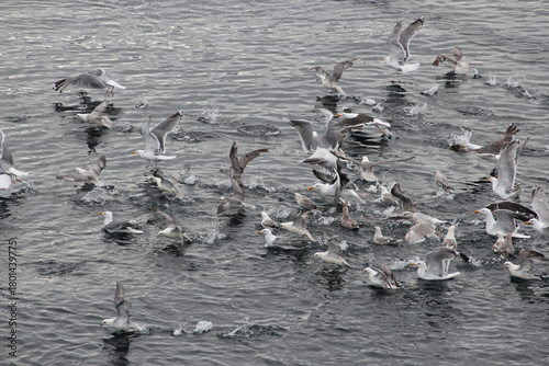 Im Eismeer am Nordkap: Vögel haben einen kleinen Fischschwarm entdeckt. Es sind Eissturmvögel, junge und adulte Silbermöwen.