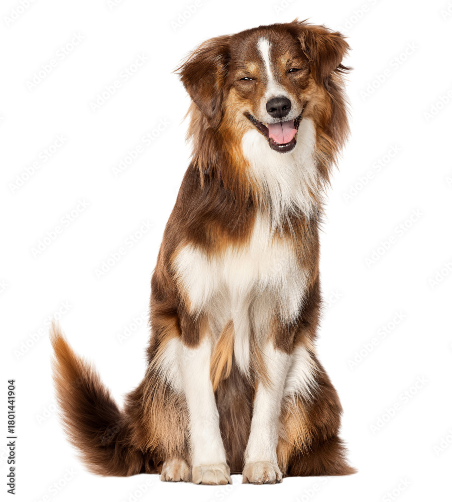 Fototapeta premium Adorable Australian Shepherd smiling happily, radiating joy and playfulness, perfect for pet care ads or heartwarming family content, ready for your project