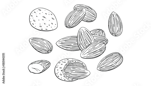 Almond drawing illustration of nuts healthy food monochrome