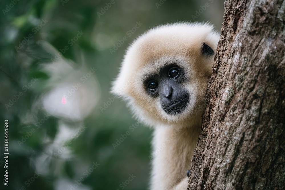 Obraz premium Baby gibbon peeking from tree in green jungle background