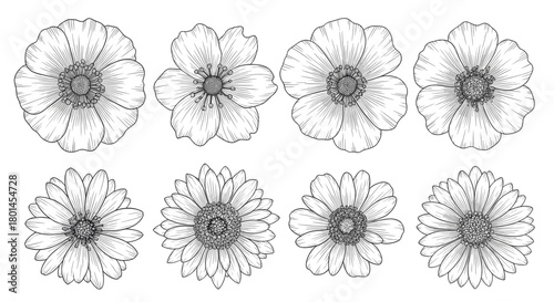 Eight detailed flower drawings in a row, with different petal shapes and center details, in black and white.