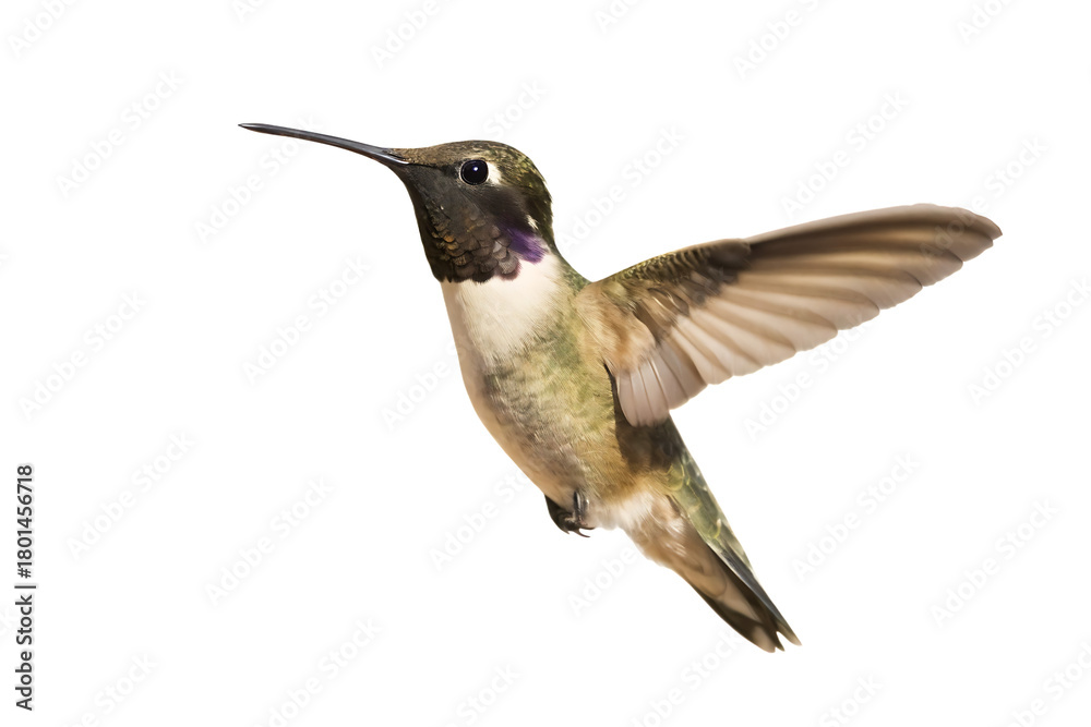 Fototapeta premium Male Hummingbird with Purple Gorget in Flight on Background flying isolated on a transparent background