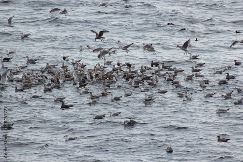 Im Eismeer am Nordkap: Vögel haben einen Fischschwarm entdeckt. Es sind viele junge, auch adulte Silber- u. Mantelmöwen u. 2 Papageientaucher oben rechts 

Keywords: vögel, eissturmvögel, silbermöwen
