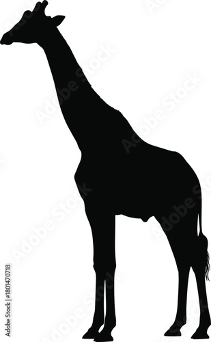 Giraffe silhouette illustration, tall wild animal graphic, African wildlife outline design for nature projects, safari artwork, zoology and educational materials