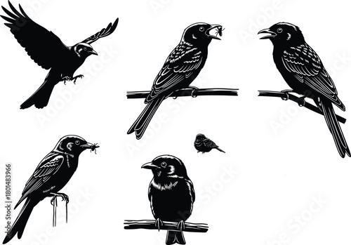 Elegant black silhouette birds perched and flying with detailed line art, insect feeding behavior, natural wildlife vector illustration collection, isolated on white background