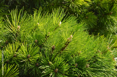  Closeup pinus mugo gnom tree branches with fresh green spruce. Landscaping ,planting conifer trees concept. Free copy space.