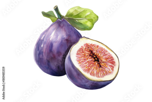 Watercolor Fig Fruit Isolated on Transparent Background. Fresh Fig Fruit Watercolor Art Isolated PNG.