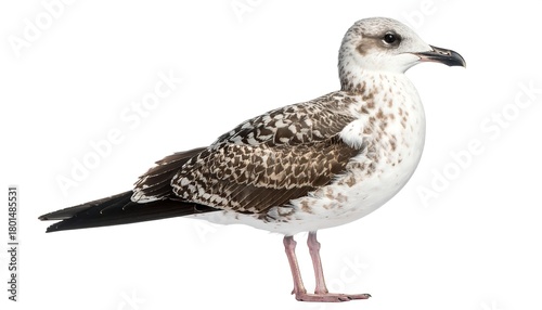 Bird with speckled plumage stands against a plain white backdrop in a side profile view