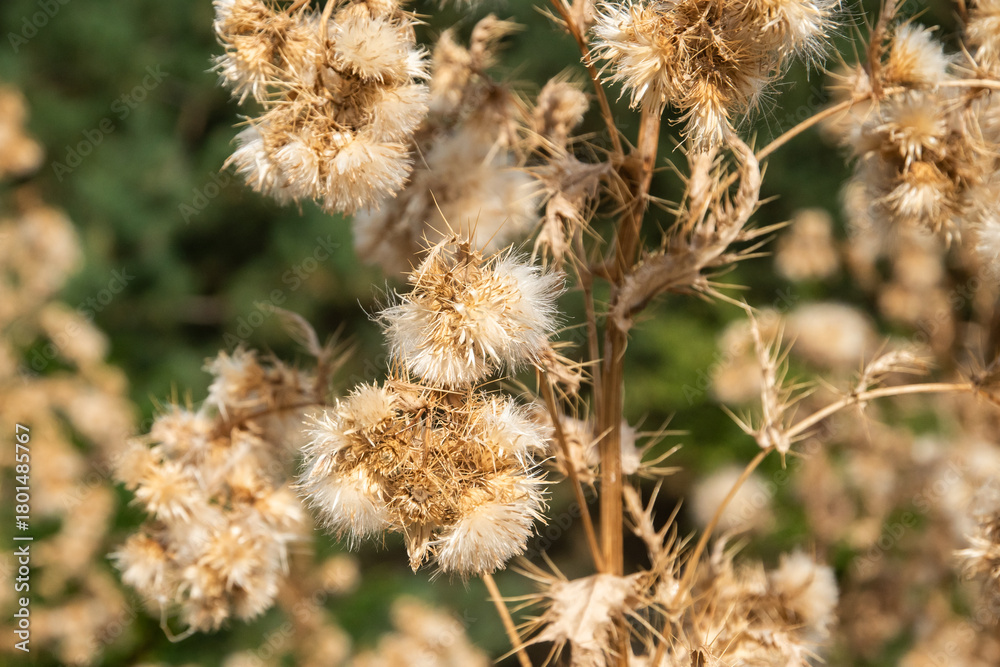 Obraz premium Dry thistle seed heads in sunlight, forming a natural textured pattern suitable for backgrounds or nature designs