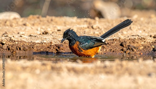 Bird with orange belly in shallow water, head cocked, slight spray of water. Natural setting, blurred background
