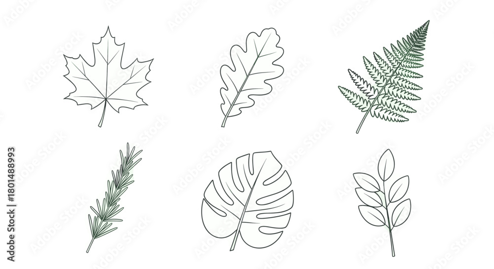 Obraz premium Illustration of six different types of leaves, including maple, oak, fern, rosemary, monstera, and a leafy branch.