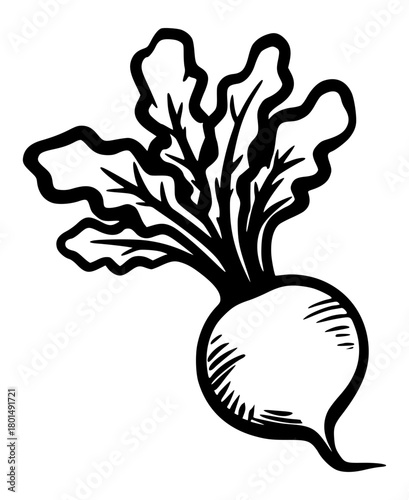 Hand drawn vector illustration of beetroot