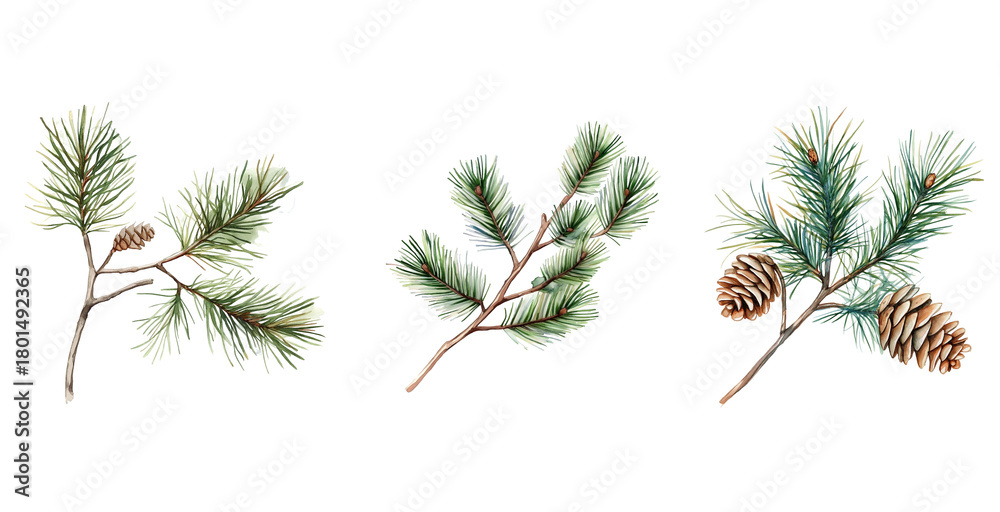 Obraz premium Watercolor Pine Branches Set Isolated on Transparent Background. Botanical Pine Needle Branches Watercolor Set PNG.