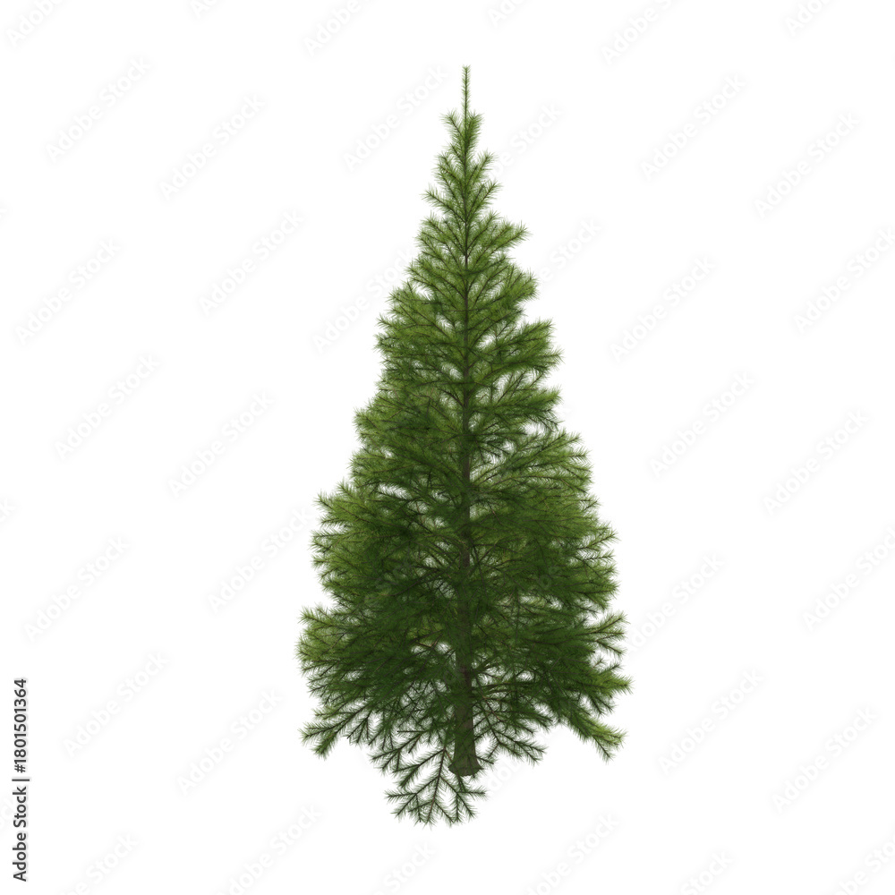 Fototapeta premium Fir (conifer) isolated transparent background 3d rendering PNG 16 bit 