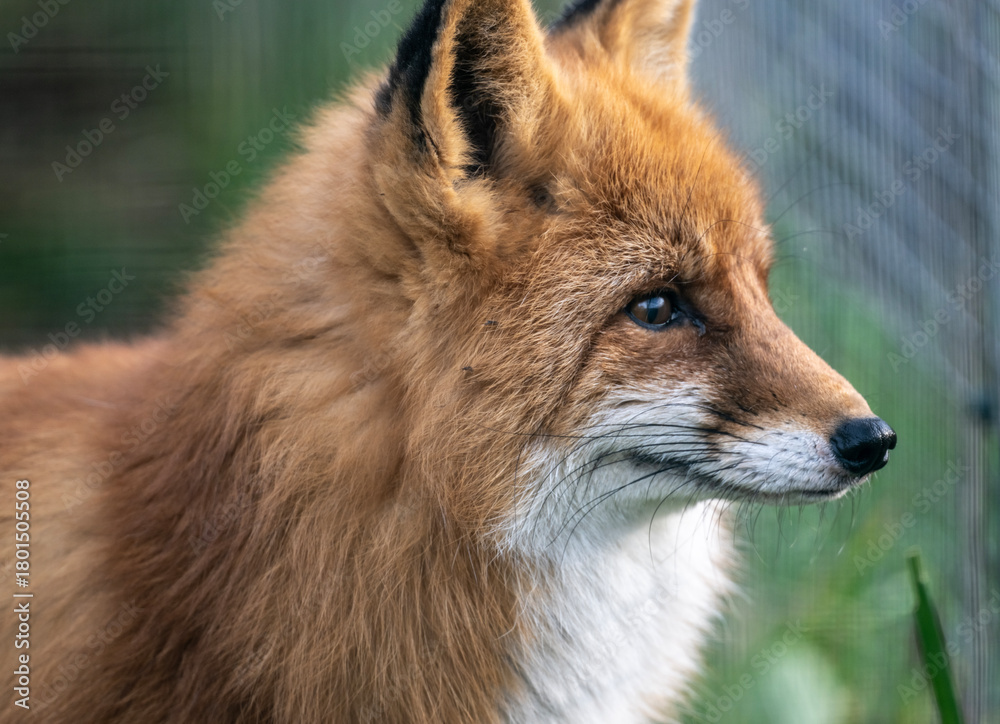 Fototapeta premium A red fox in its natural habitat on an autumn day on a green meadow. 