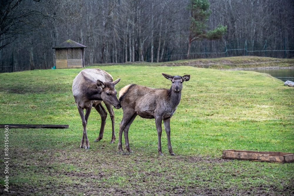 Obraz premium A South American llama in its natural habitat on an autumn day on a green lawn.