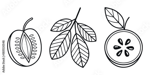 Hand drawn line art illustration of a feijoa fruit cut in half and leaves on a white background