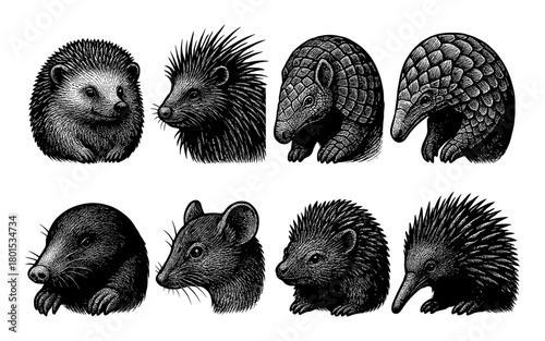 Detailed animal heads: armadillo, hedgehog, pangolin, porcupine, mole, mouse, echidna, skunk