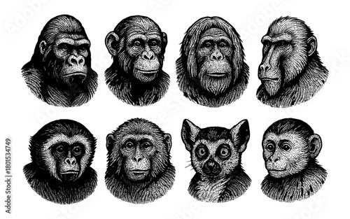Detailed black and white animal portraits featuring various primates and lemur
