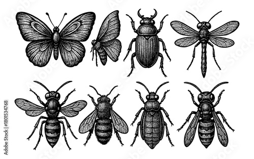 Intricate black and white engraving of insects on white background