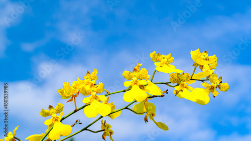 オンシジュームの花