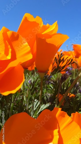 Macro close up rising through windy poppy wildflower field in Southern California.  Vertical View.