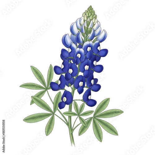 bluebonnet flower with green leaves on transparent background