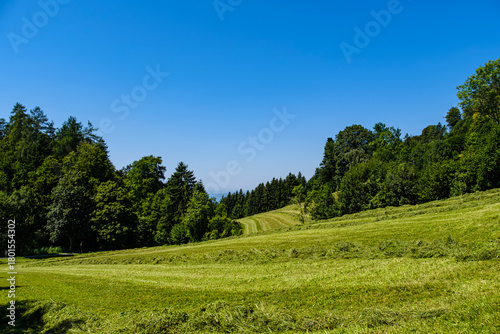 Almwiese bei Bregenz, Vorarlberg, Österreich