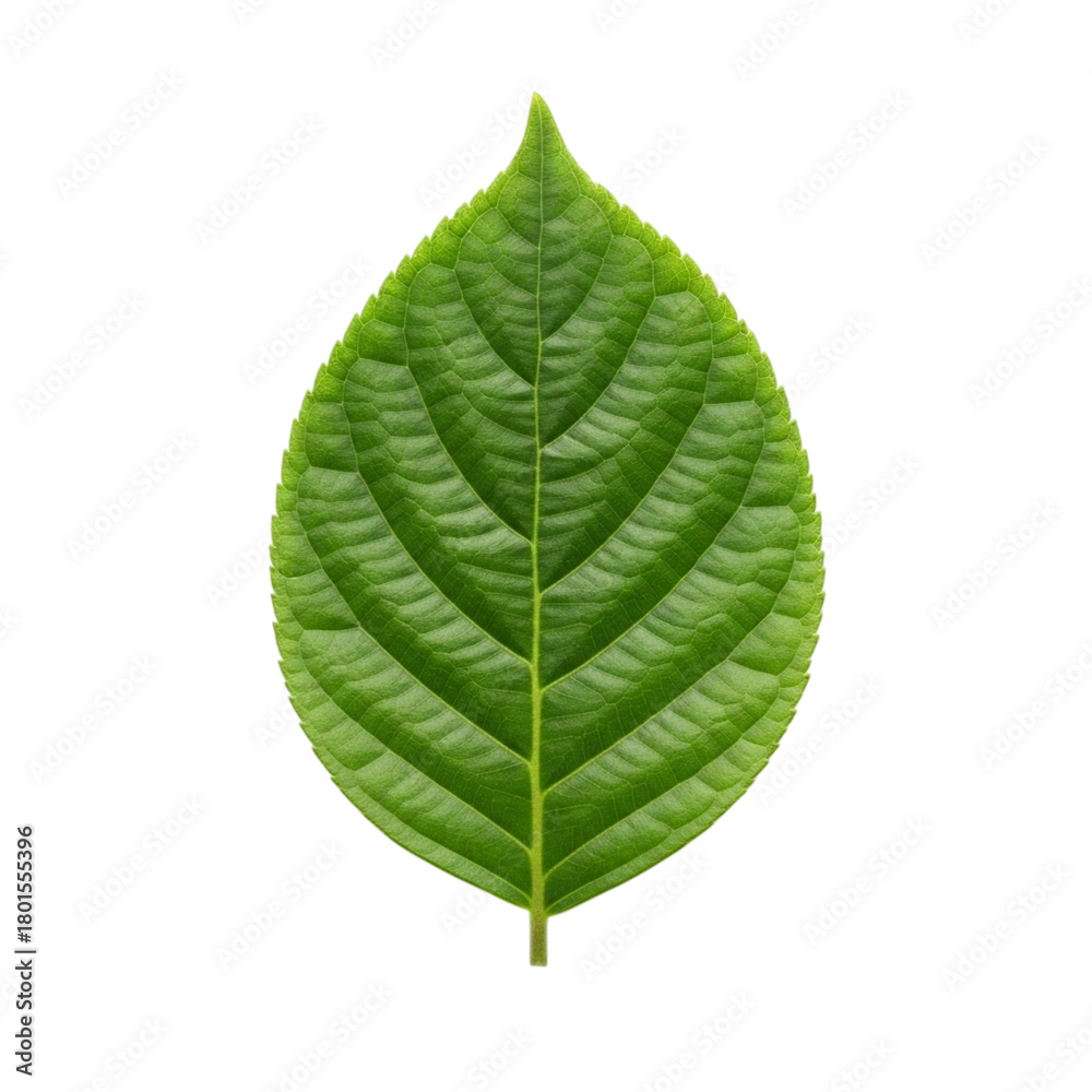 Obraz premium Single green leaf with prominent veins isolated on transparent background