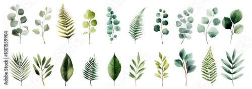 Watercolor collection of isolated green branches and leaves. Green eucalyptus, fern and tropical leaves. Perfect for creating wedding invitations. Hand drawn green botanical elements.
